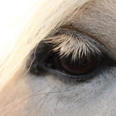 de-gravenruiters-paardenoog de-gravenruiters-paardenoog
