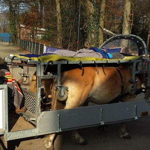 de-gravenruiters-huifbedrijden-bosrand-1 Huifbedrijden - De Gravenruiters