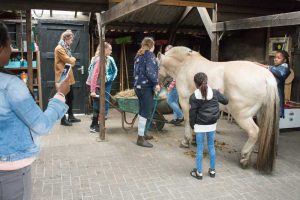 Paard verzorgen tijdens open dag bij De Gravenruiters